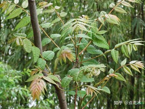 香椿树的种植|香椿树种植应该注意什么？